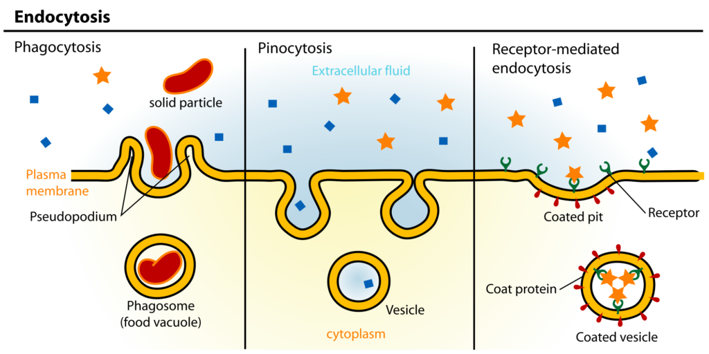Mediated Endocytosis